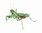 Praying Mantis Green PVC Figure w/ Movable Joints Normal Abdomen Version