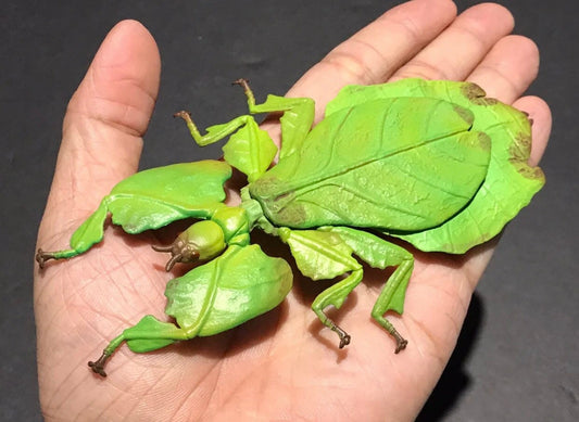 Malaysian Giant Leaf Insect PVC Figure