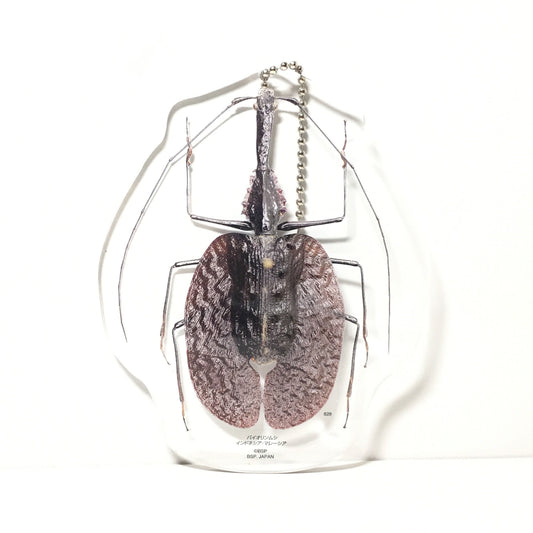 Violin Beetle Acrylic Keychain Key Holder