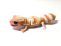 Bandai African Ground Gecko Amer Albino Action Lizard Figure